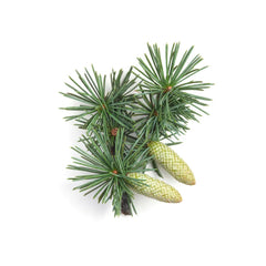 ΜελιΜπαμπά Φυσικό Αιθέριο Έλαιο Κέδρος 10ml