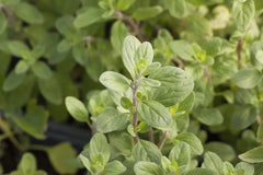 ΜελιΜπαμπά Φυσικό Αιθέριο Έλαιο Μαντζουράνα 10ml