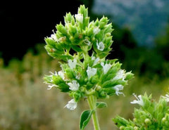 ΜελιΜπαμπά Βιολογικό Αιθέριο Έλαιο Ελληνικής Ρίγανης 10ml