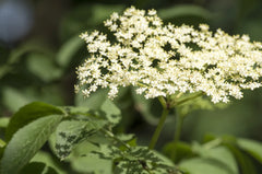 ΜελιΜπαμπά Λάδι από Ζαμπούκο ή Κουφοξυλιά