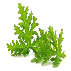 ΜελιΜπαμπά Φυσικό Αιθέριο Έλαιο Σιτρονέλα 10ml