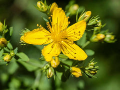 ΜελιΜπαμπά Βαλσαμόλαδο Βιολογικό Ψυχρής Έκθλιψης