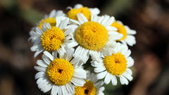 ΜελιΜπαμπά Βιολογικό Λάδι από Χαμομήλι Βρώσιμο 100ml